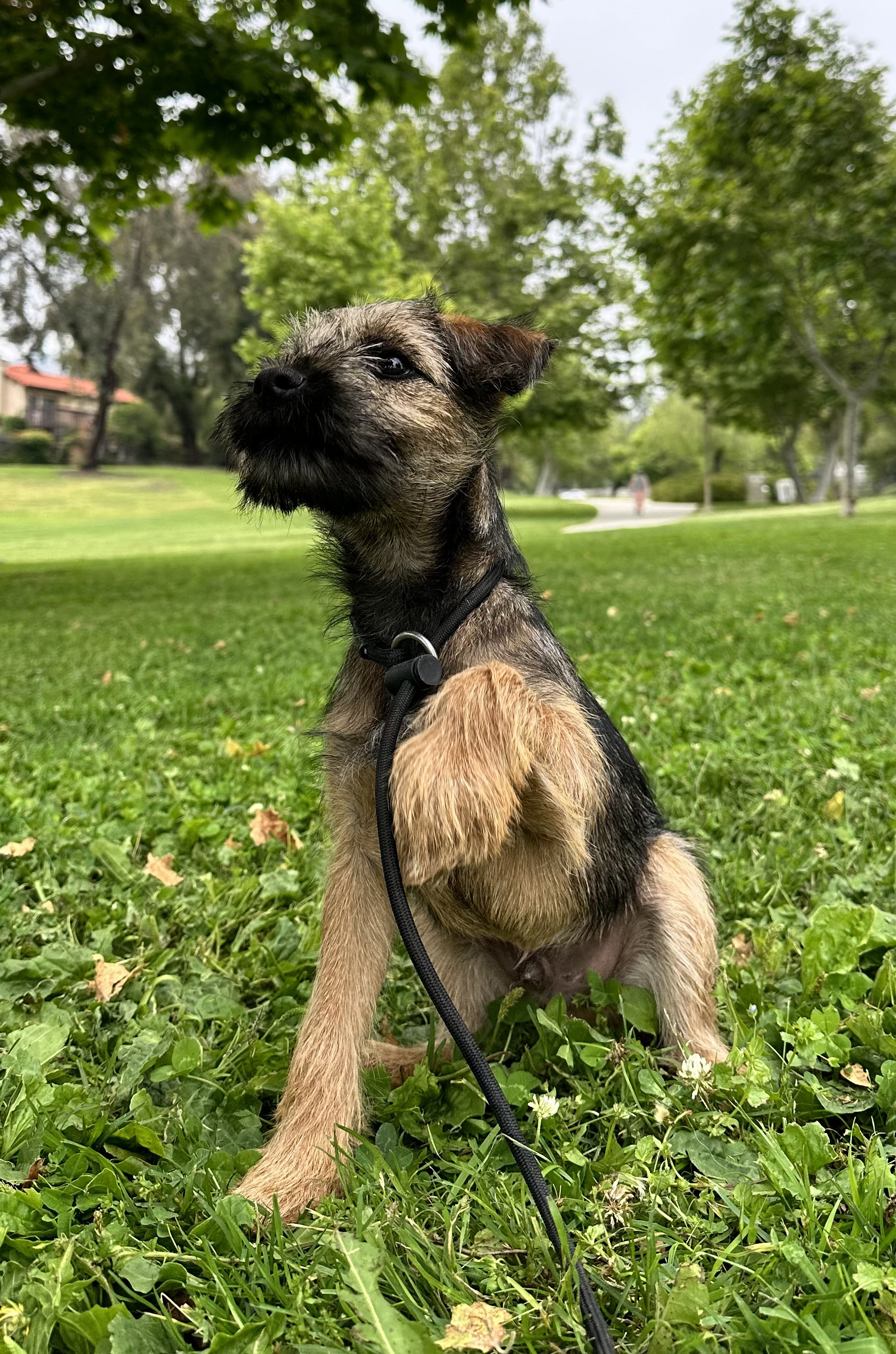 Belgian Malinois in advanced training