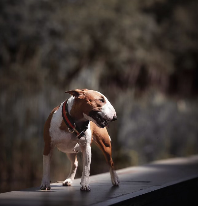Leash and behavior online course preview