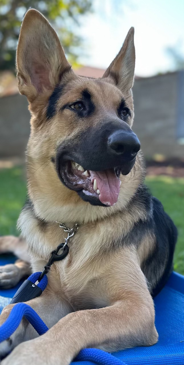 Sport training with dog