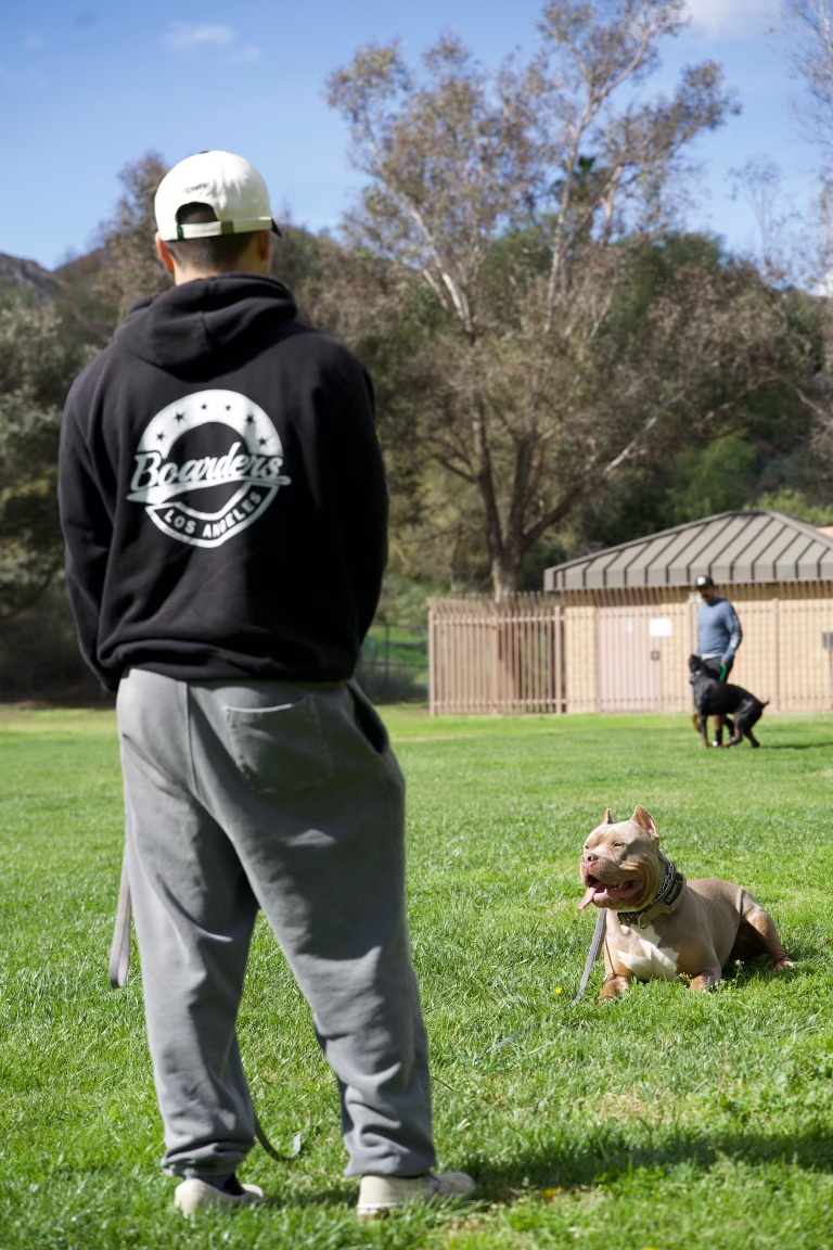 Handler working with dog outdoors