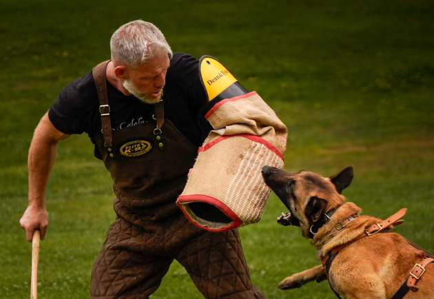Dog training session at Evolve Canine Academy