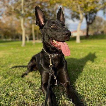 Obedience training photo from Evolve Canine Academy — photo 2