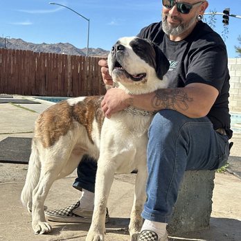 Board and train moment at Evolve Canine Academy — photo 4