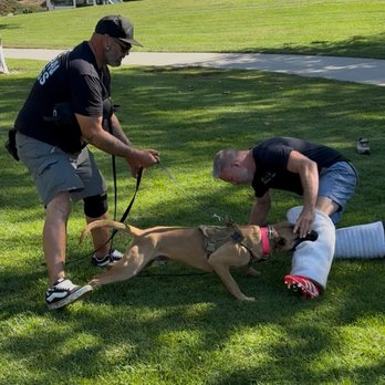 Dog training session at Evolve Canine Academy in Southern California — photo 9
