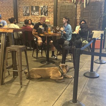 Obedience training photo from Evolve Canine Academy — photo 10