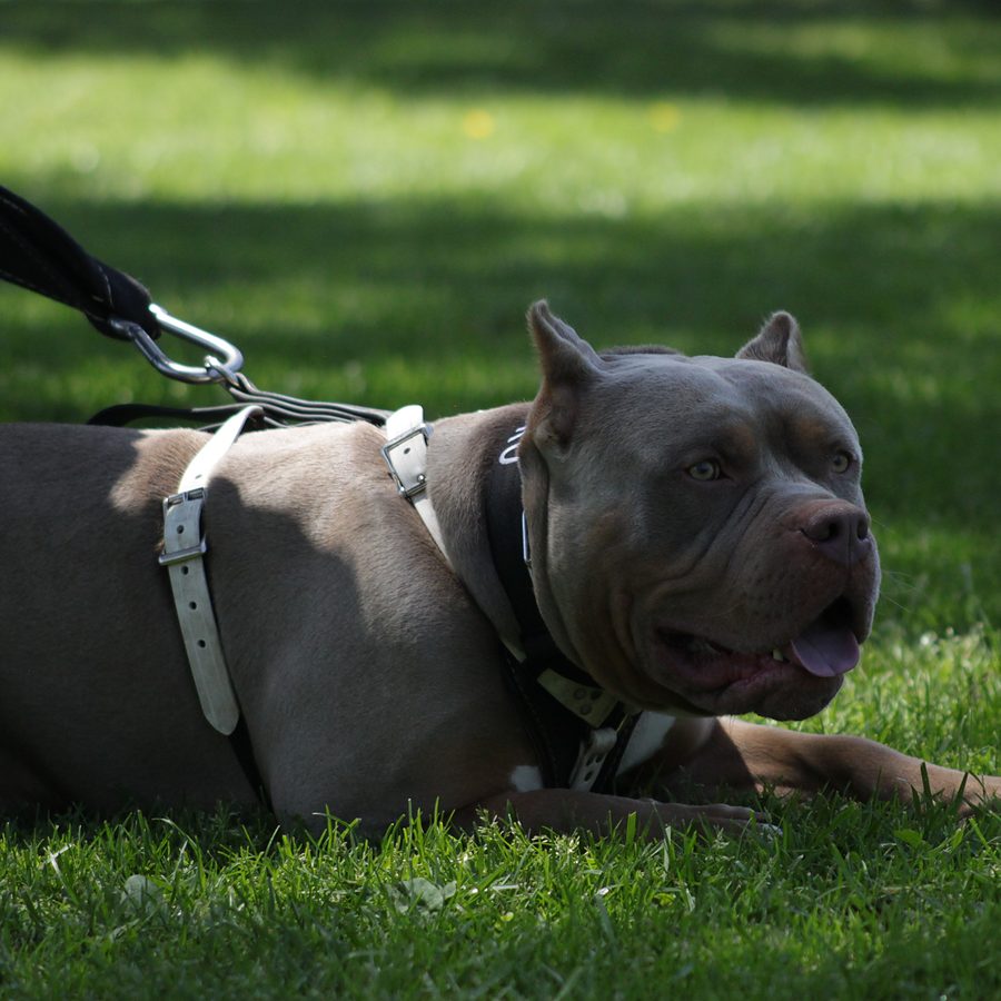 Dog training session at Evolve Canine Academy in Southern California — photo 100