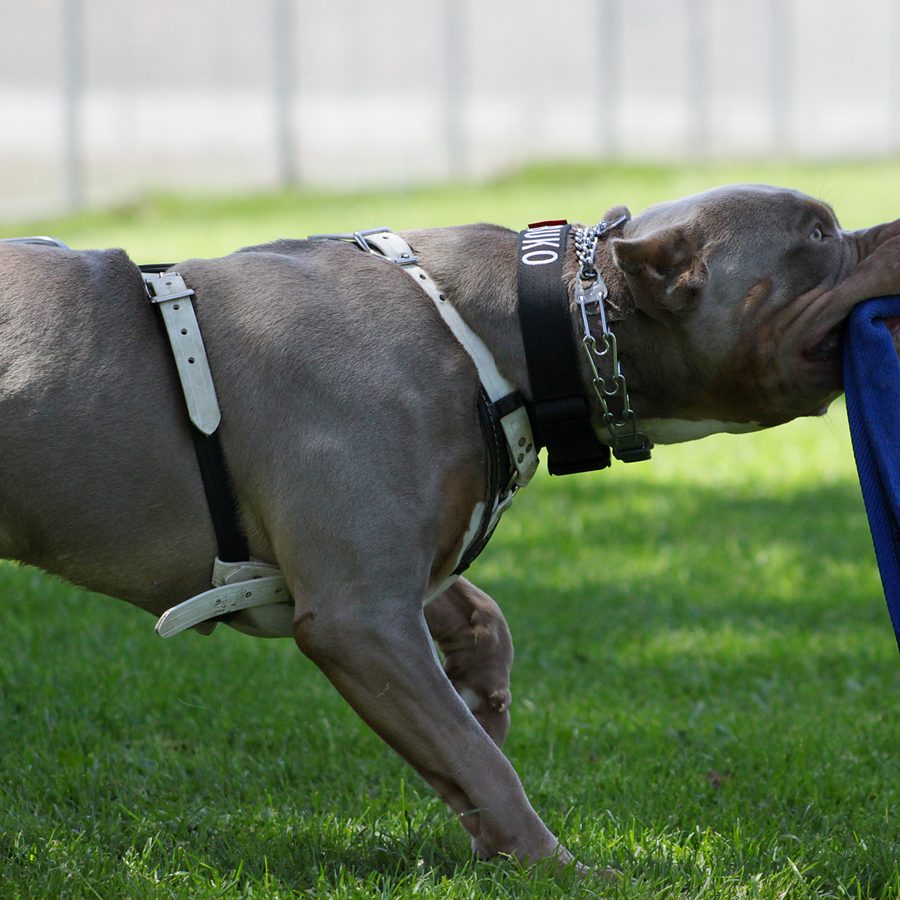 Obedience training photo from Evolve Canine Academy — photo 101