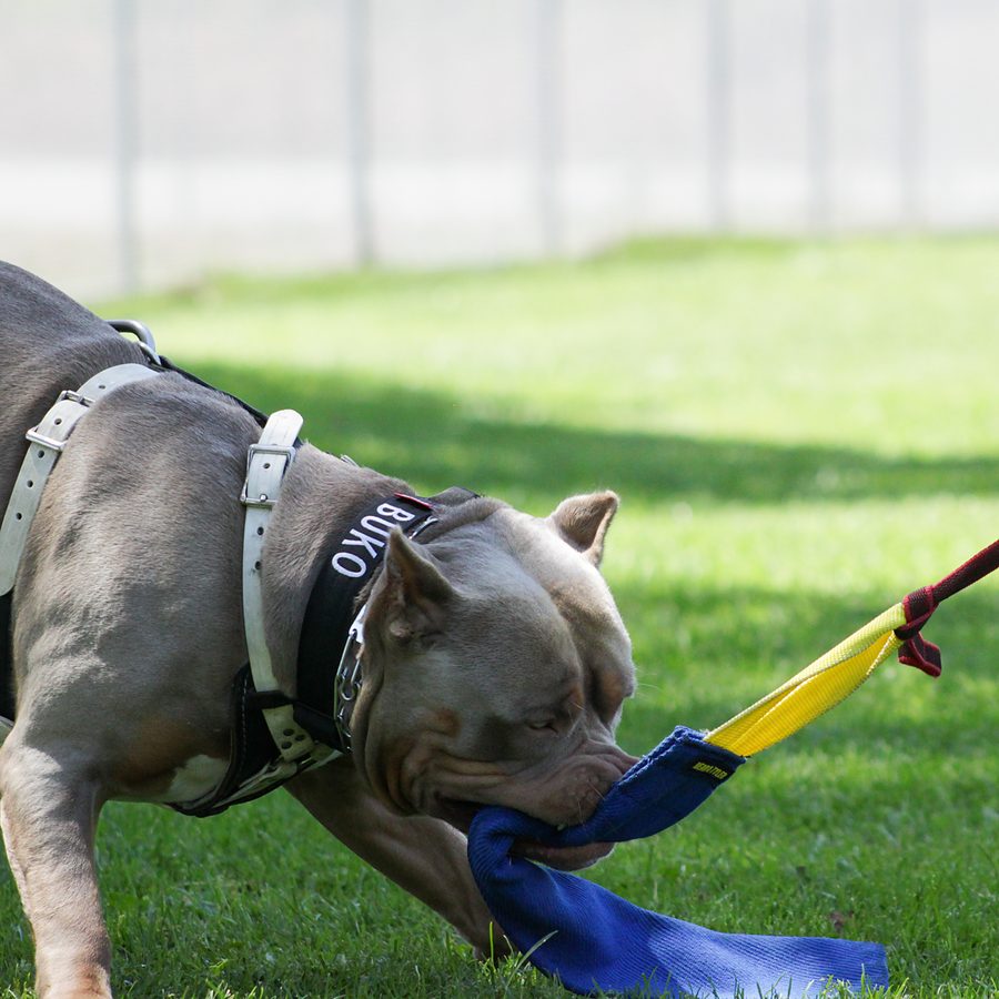 Working dog with trainer at Evolve Canine Academy — photo 102
