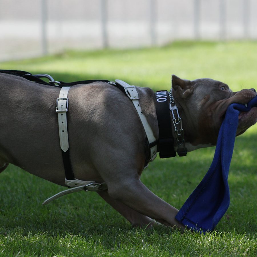 Board and train moment at Evolve Canine Academy — photo 103