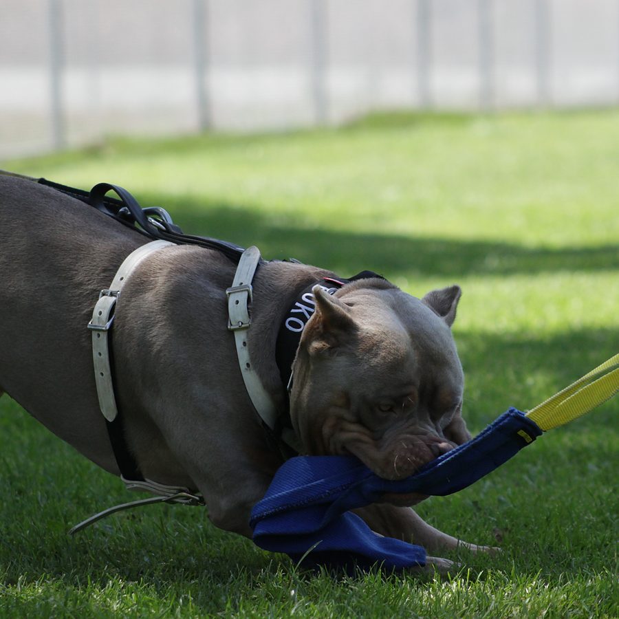 Protection training photo Evolve Canine Academy SoCal — photo 104