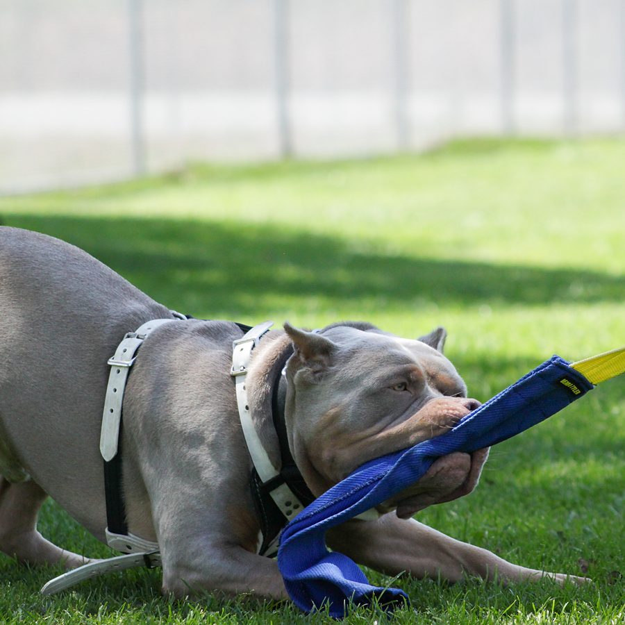 Client dog outdoors during Evolve Canine Academy training — photo 105