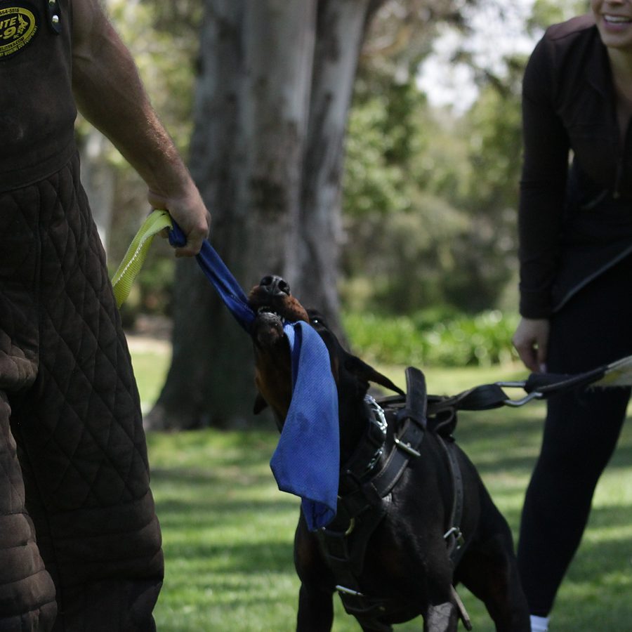 Professional canine training in Riverside and Southern California — photo 106