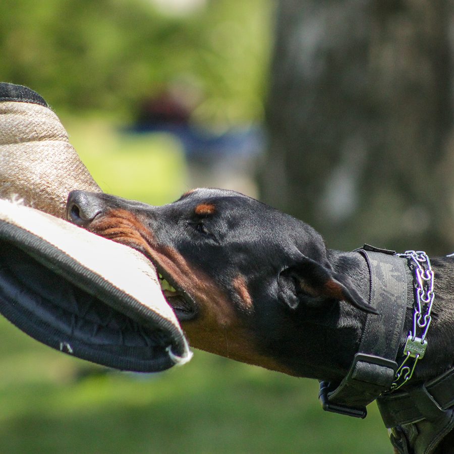 Dog training session at Evolve Canine Academy in Southern California — photo 108