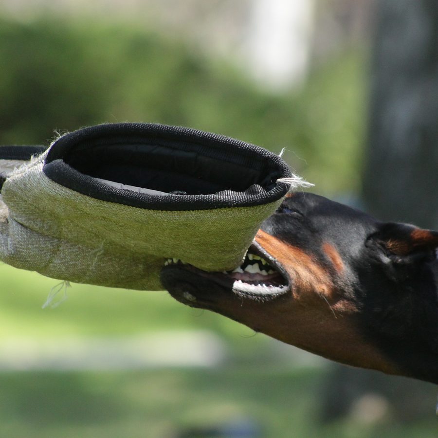 Obedience training photo from Evolve Canine Academy — photo 109