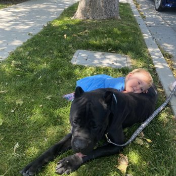 Working dog with trainer at Evolve Canine Academy — photo 11
