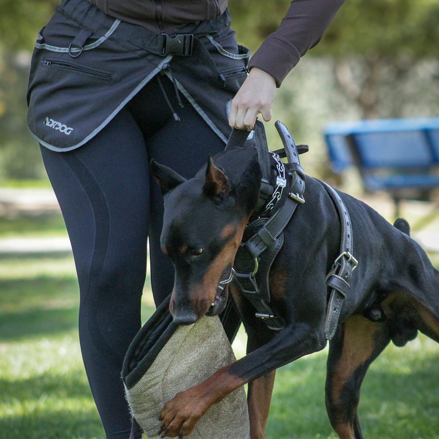 Protection training photo Evolve Canine Academy SoCal — photo 112