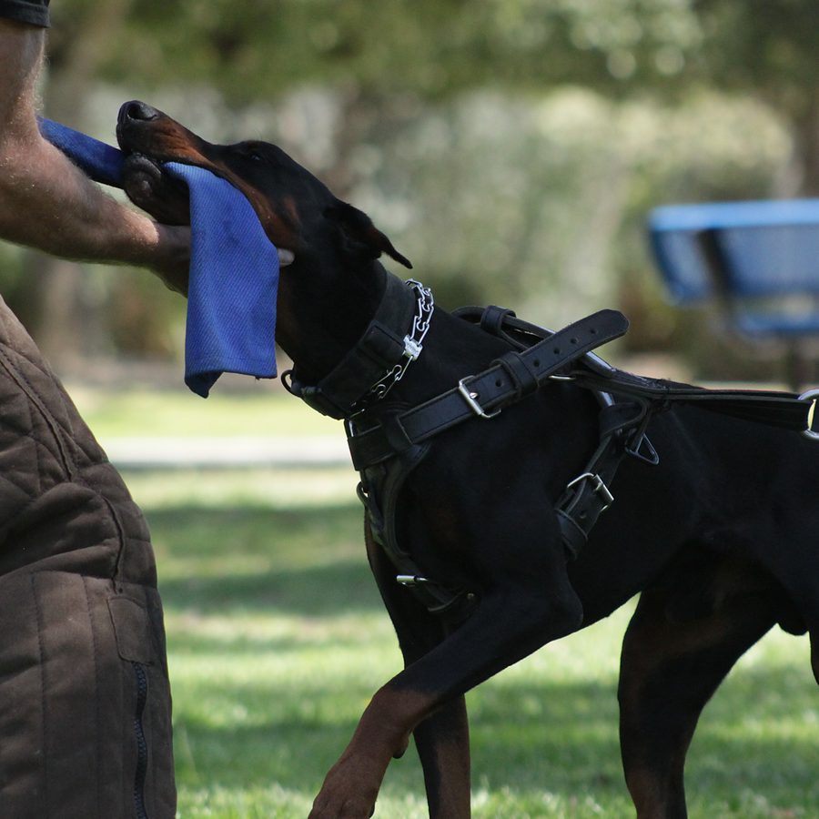Client dog outdoors during Evolve Canine Academy training — photo 113