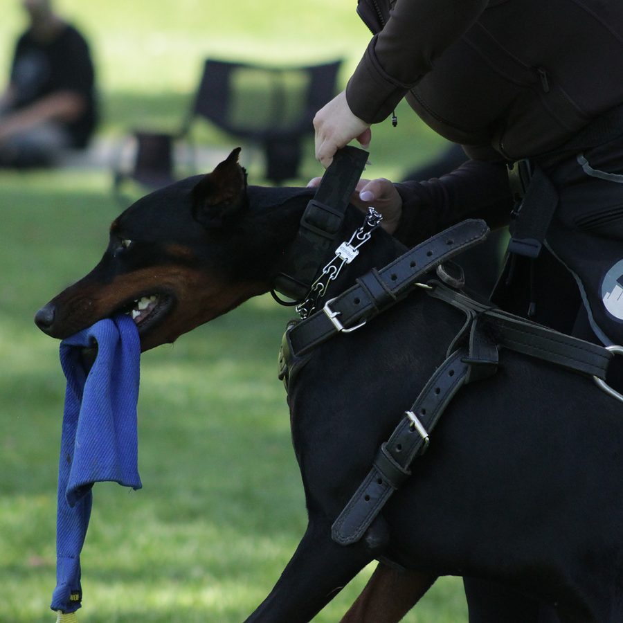 Professional canine training in Riverside and Southern California — photo 114