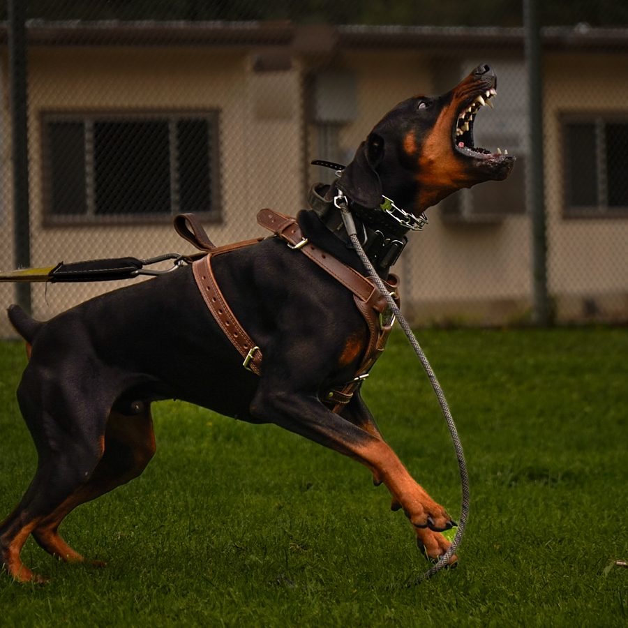 Evolve Canine Academy dog and handler training outdoors — photo 115
