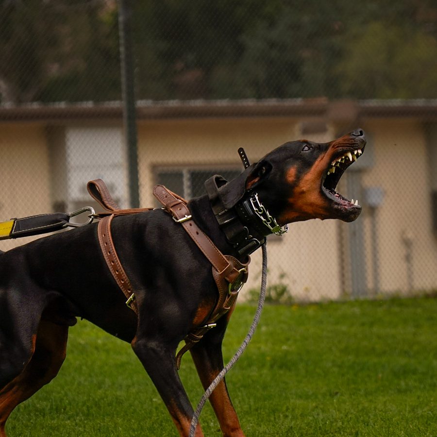 Dog training session at Evolve Canine Academy in Southern California — photo 116