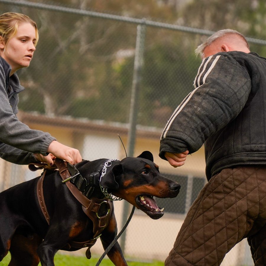 Obedience training photo from Evolve Canine Academy — photo 117