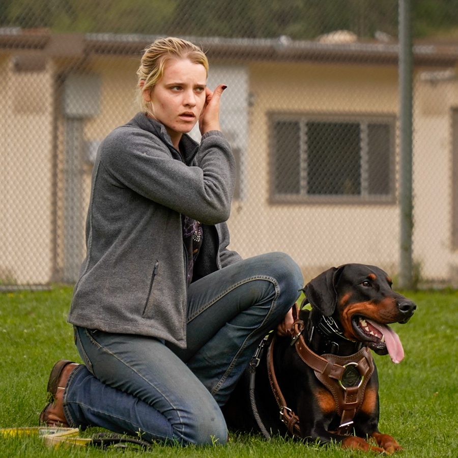 Board and train moment at Evolve Canine Academy — photo 119