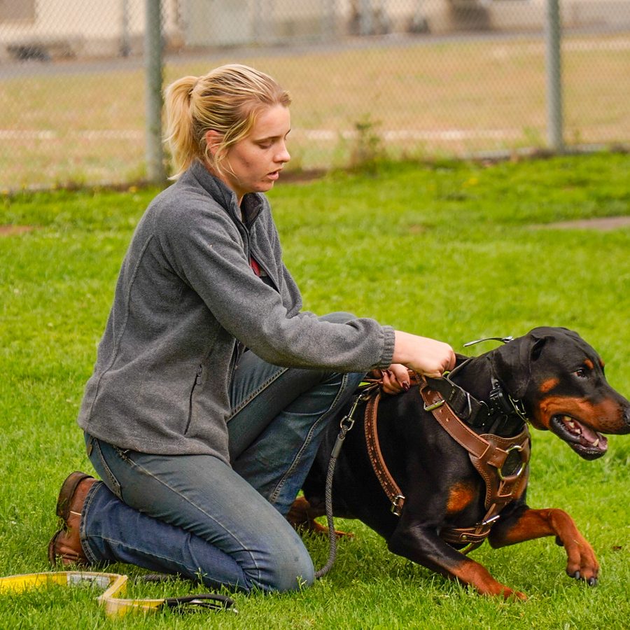 Protection training photo Evolve Canine Academy SoCal — photo 120