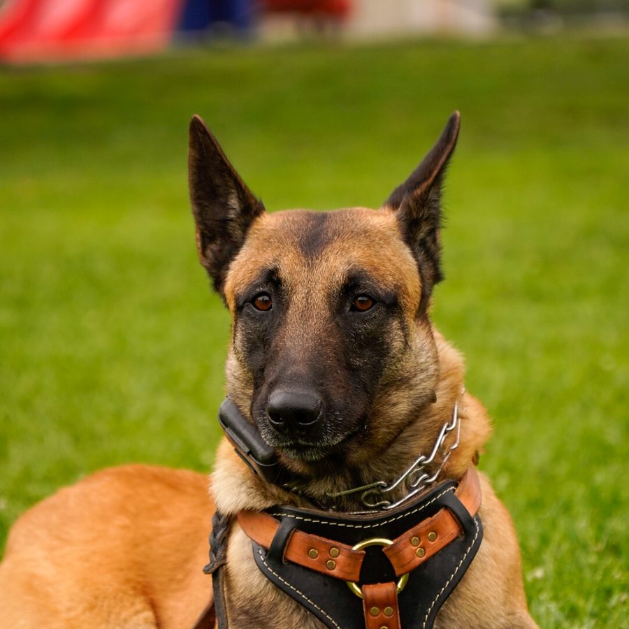 Client dog outdoors during Evolve Canine Academy training — photo 121
