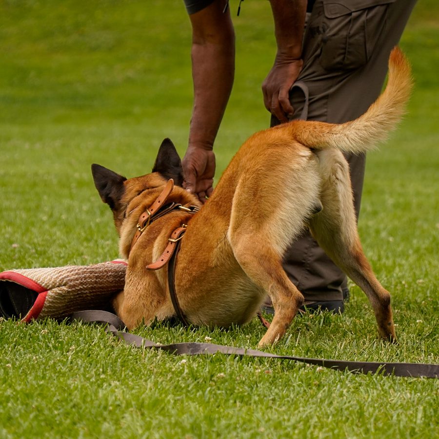 Dog training session at Evolve Canine Academy in Southern California — photo 124
