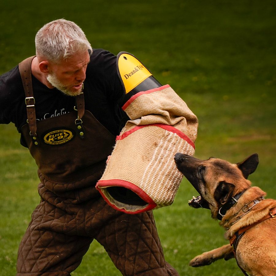 Obedience training photo from Evolve Canine Academy — photo 125