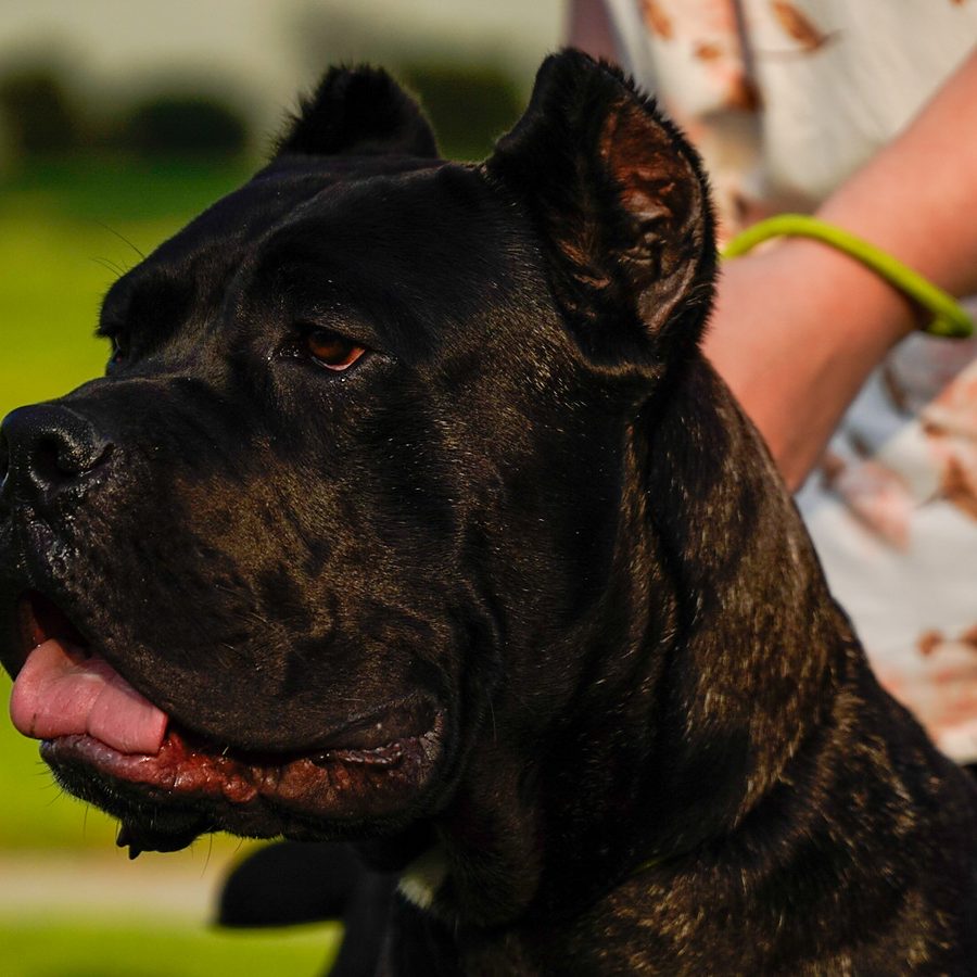 Working dog with trainer at Evolve Canine Academy — photo 126