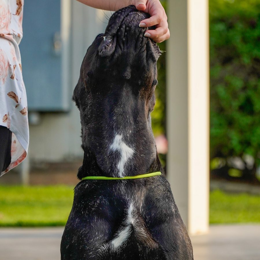 Board and train moment at Evolve Canine Academy — photo 127