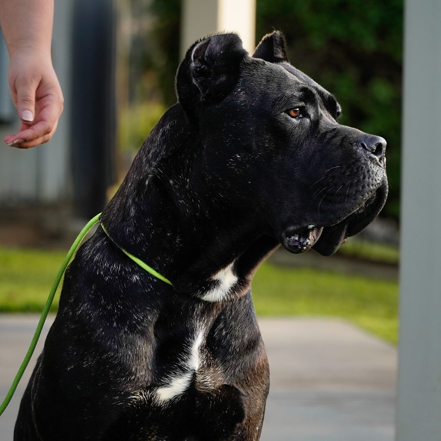 Protection training photo Evolve Canine Academy SoCal — photo 128