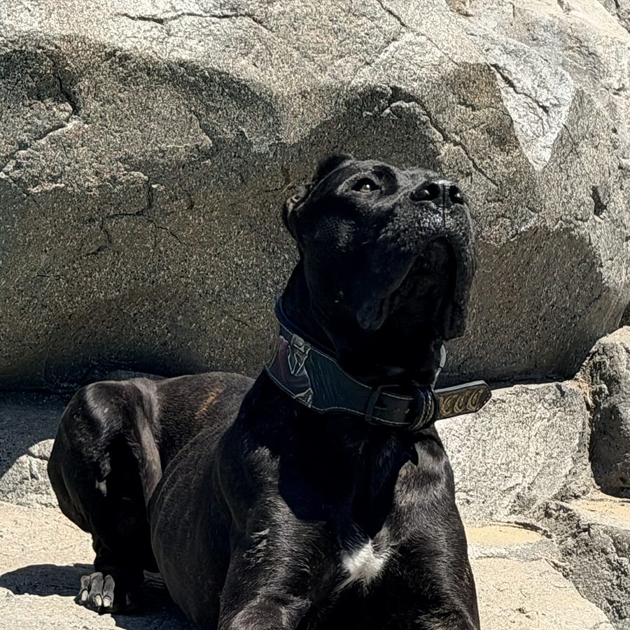 Dog training session at Evolve Canine Academy in Southern California — photo 129