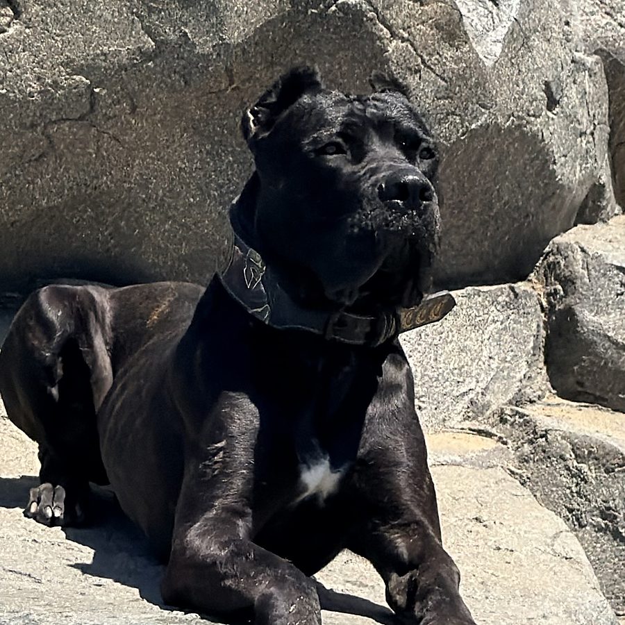 Obedience training photo from Evolve Canine Academy — photo 130