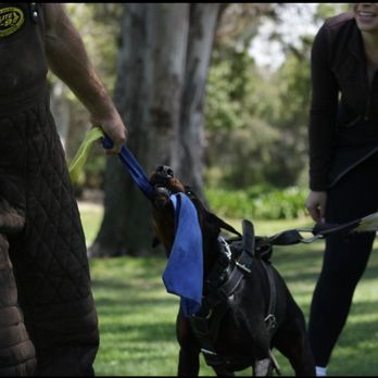 Client dog outdoors during Evolve Canine Academy training — photo 14
