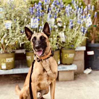 Board and train moment at Evolve Canine Academy — photo 20