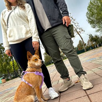 Professional canine training in Riverside and Southern California — photo 23