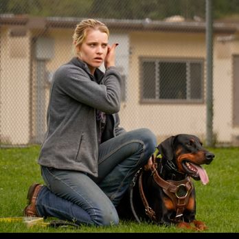 Obedience training photo from Evolve Canine Academy — photo 26