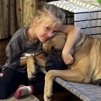 Board and train moment at Evolve Canine Academy — photo 28