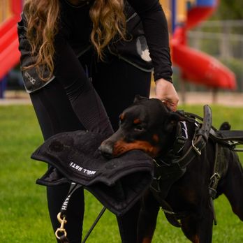 Evolve Canine Academy dog and handler training outdoors — photo 32