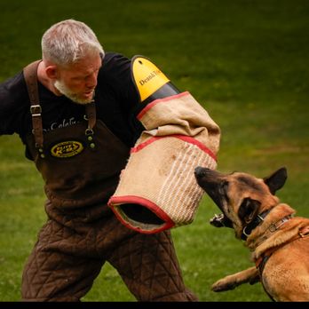 Dog training session at Evolve Canine Academy in Southern California — photo 33