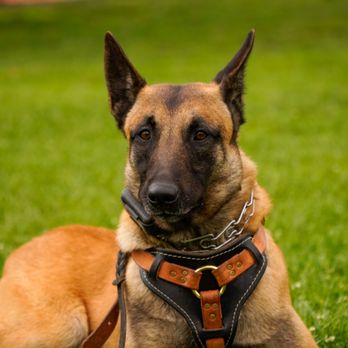 Working dog with trainer at Evolve Canine Academy — photo 35