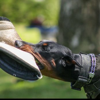 Board and train moment at Evolve Canine Academy — photo 36