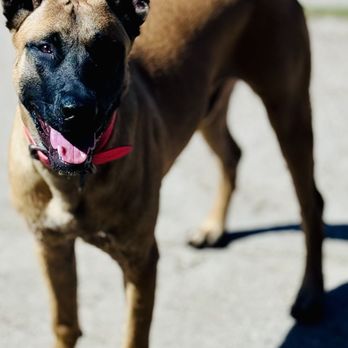 Client dog outdoors during Evolve Canine Academy training — photo 38