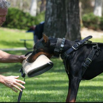 Professional canine training in Riverside and Southern California — photo 39