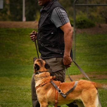 Dog training session at Evolve Canine Academy in Southern California — photo 41