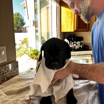 Working dog with trainer at Evolve Canine Academy — photo 43