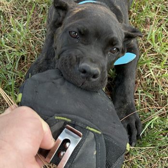 Board and train moment at Evolve Canine Academy — photo 44