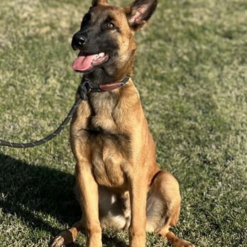 Professional canine training in Riverside and Southern California — photo 47